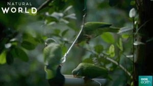 puerto rico,friends,bird,spin,swing,parrot,bbc earth,natural world