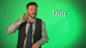 sign language,sign with robert,dog,asl,deaf,american sign language,swr