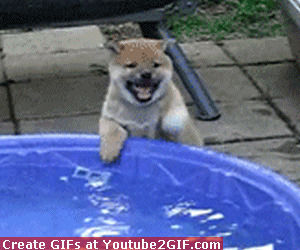 dog,excited,puppy,pool,spring,teacher,break,homework