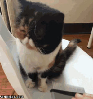 happy,cat,pet,scratch,brush