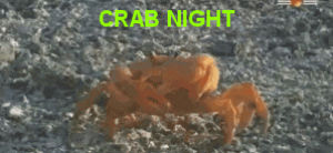 crab,crabs,amputation,reservations
