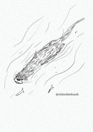 otter,drawn,animation,hand,swimming