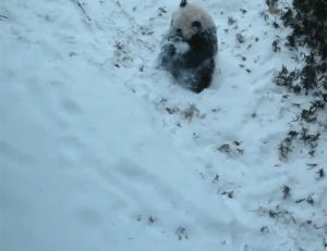 snow,panda