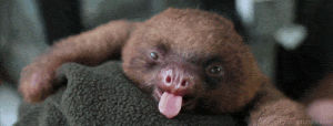 tired,adorable,sloth,yawn,yawning