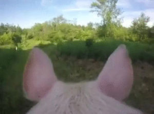 pig,eye,view