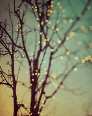 beautiful,christmas,trees,winter,sky,lights,twinkle,christmas lights,fall,fairy,sparkle