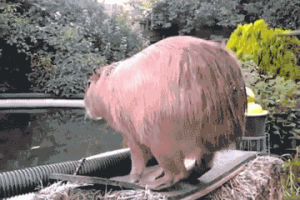 dive,capybara