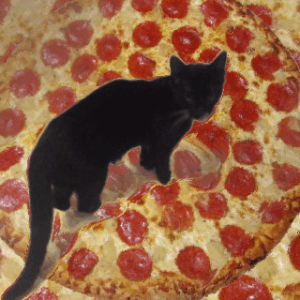 cat,pizza,evo