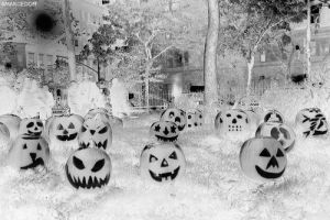 halloween,pumpkins,horror,creepy,scary,spooky