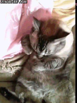 cuddle,cat,cute,scratches