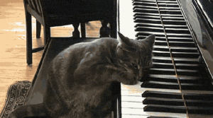 cat,key,piano,blues,note