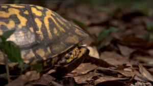 nature,box,turtle,shell,eastern