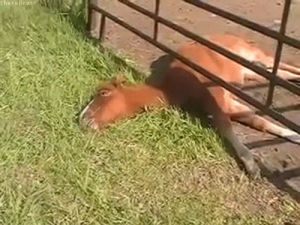 horse,animal,animals,food coma,eating,chewing,laying