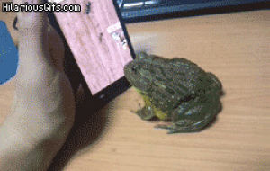 frog,playing