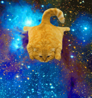 cats in space,space cat,animals,animal,cat in space