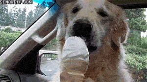 dogs,ice,cream