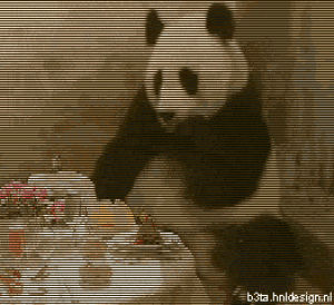 funny,animals,eating,panda,stupid,surprised,bill