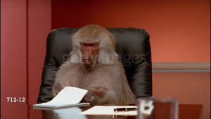 office monkey,homework
