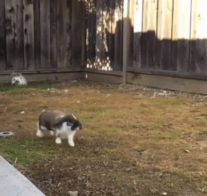 bunnies,slow motion,jumping