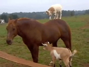 goat,horse,animal friendship