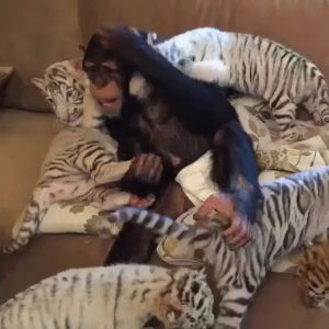 cuddling,tiger,monkey,cubs