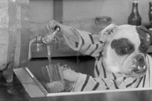 drinking beer,dog human,dogville comedies,warner archive,happy hour,black and white,party,vintage,beer,dogs,drinking,bar,drinks,booze,gifparty
