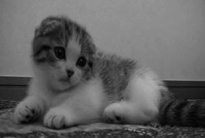 cute cat,scottish fold,cat,black and white,kitten,kittens,cuteness overload