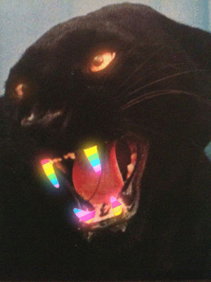 blingee,rainbow,panther,cat,psychedelic