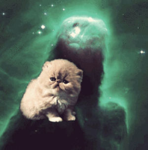 blinking,cat,space,galaxy