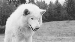 white wolf,trees,grass,black and white,animals,animal,fangs,canine