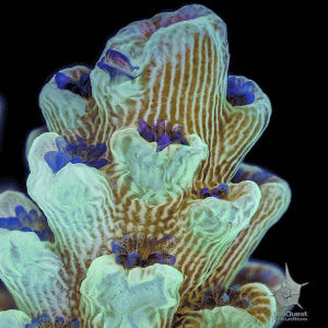coral,nature,underwater magnification,macro,ocean,education,effect biology