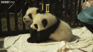 hug,panda