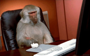 monkey,work,office monkey,baboon,working,study,mouse,studying,keyboard,computer,startup,busy,startups,best