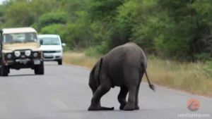 elephant,walking