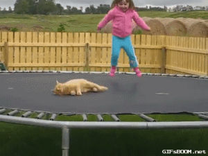 trampoline,cat,kid