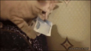 money,kitten,cat,animals