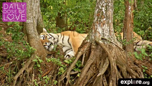 daily dose of love,love,nature,cats,animal,tiger,organic,tigers,explore,pure,baby animal,big cats,exploreorg,live cam,dailydoseoflove,nature livecam,endangered,animal livecam,animal live cam