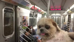 subway,dog,ride