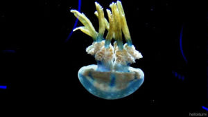 jellyfish,cute,science,pretty,floating