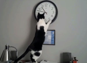 cat,clock,cracks