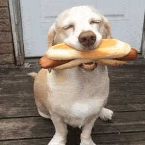 happy,dog,hot dog,giffy