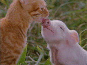 animals,pig,cat,milo and otis,biting