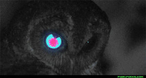 owl,spooky,weird,eyes,pixelfucks
