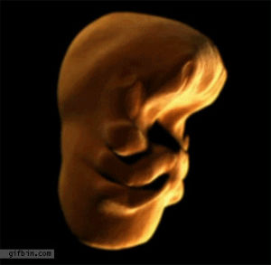 womb,development,human,face