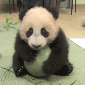 animals,baby,ball,panda,cub,san diego zoo