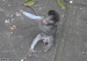 baby,hug,monkey