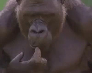 omg,gorilla,think,thinking,hmmm,hmm,bug eyes,considering,reaction