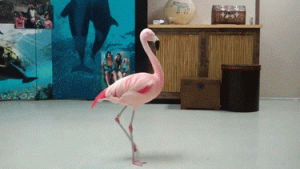 flamingo,spin,animals,spinning