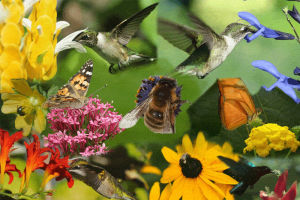 nature,butterfly,flowers,bird,garden,pollen,birds,butterflies,orgasm,green,bee,bees,hummingbird,visual orgasm,the birds and the bees