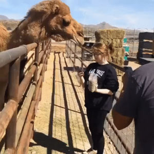 camel,selfie,animals being jerks
